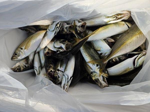 釣果