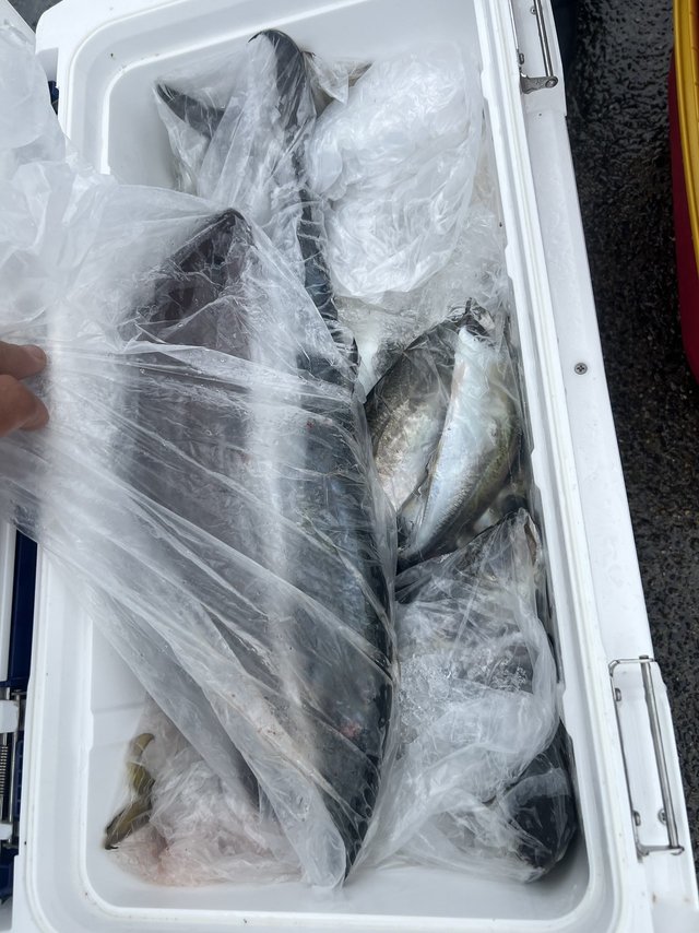 釣果