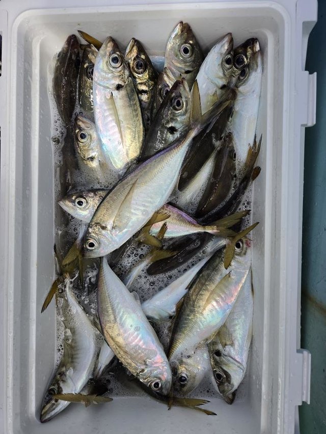釣果
