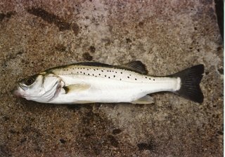 スズキとシーバスとは同じ魚 スズキの見分け方を詳しくご紹介