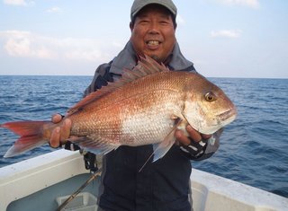 赤い毛糸玉に魚の王様マダイがだまされる 疑似餌はそれ自体が本物そっくりでなくても釣れるって本当