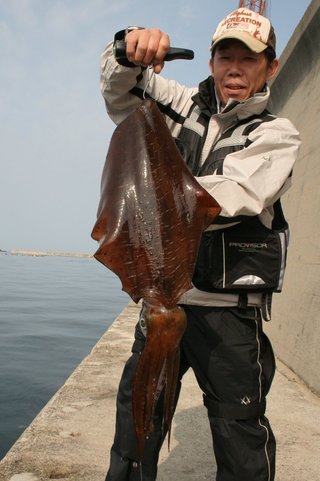 アオリイカはヤエンで狙え オススメのタックルや釣り方を徹底解説
