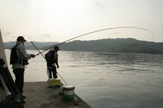 アオリイカのウキ釣りに挑戦 初心者でも入門しやすくオススメ その釣り方や必要なタックルまで徹底解説