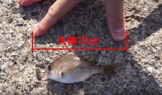 規定サイズ以下の稚魚を持って帰るのはng リリース対象魚をちゃんと把握していますか 動画