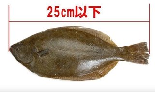 規定サイズ以下の稚魚を持って帰るのはng リリース対象魚をちゃんと把握していますか 動画