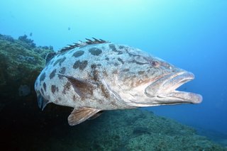 カンナギという魚はマハタの老成魚だった 1m超の巨大魚 カンナギってどんな魚