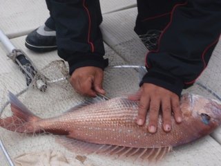 マダイのエア抜きの方法知ってる 魚を元気に保つためにマスターしよう