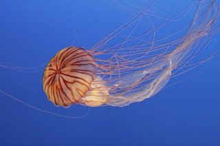 夏の海にはクラゲがたくさん 釣り糸に絡まった触手に気をつけて クラゲの危険性や対策をご紹介