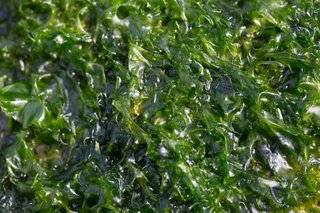 魚が大好きな海藻のエサを調べてみた 海藻好きなグルメな魚まで 意外と知らない海藻エサの世界