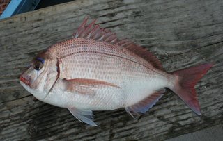 マダイ釣りはほぼ一年中楽しめておもしろい 赤いマダイの代表的な3種やシーズンについてなど徹底解説します