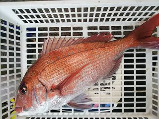 マダイのボスはイワシやイカが大好物！成長するにつれて魚食魚に！？70cm超の大鯛も狙える釣法とは？