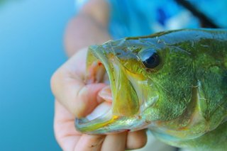 夏の快感トップウォーター釣りに挑戦しよう ブラックバスを水面に引き出すには