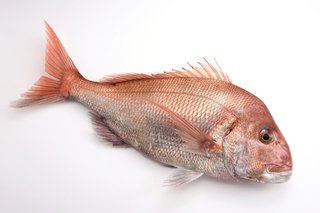 無料アプリ 魚図鑑aiアプリ フィッシュ の魚判別技術は日本最先端 よく似た魚も簡単 正確に見分けちゃうってホント