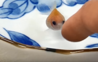 どんぶり金魚 が可愛すぎる 指で餌やりができる 金魚をどんぶりで