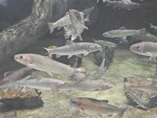 日本の怪魚 イトウってどんな魚 絶滅が危惧される巨大な幻の魚の生態を大特集