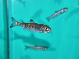 日本の怪魚 イトウってどんな魚 絶滅が危惧される巨大な幻の魚の生態を大特集