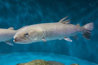 日本の怪魚 イトウってどんな魚 絶滅が危惧される巨大な幻の魚の生態を大特集