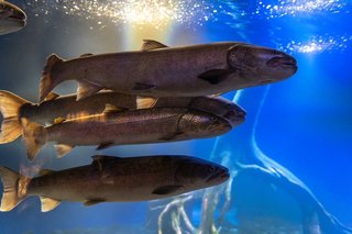 日本の怪魚 イトウってどんな魚 絶滅が危惧される巨大な幻の魚の生態を大特集