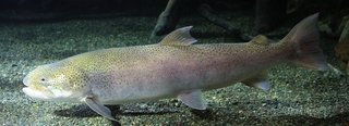 日本の怪魚 イトウってどんな魚 絶滅が危惧される巨大な幻の魚の生態を大特集