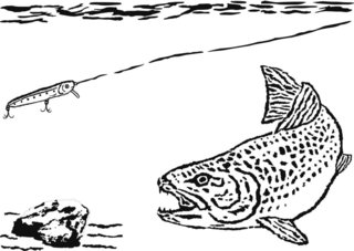 日本の怪魚 イトウってどんな魚 絶滅が危惧される巨大な幻の魚の生態を大特集