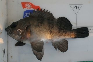 メバルは日本各地で釣れる 爆釣のコツは優しくスローに誘うこと メバルという魚の素顔やタックル 美味しい食べ方などを釣行レポートを交えてご紹介