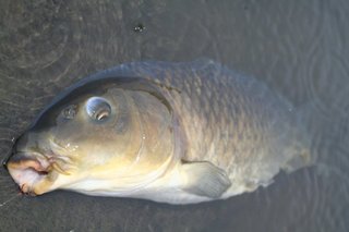 多摩川のコイ釣りは甘くみるとひどい目に！？トラブル回避は必須