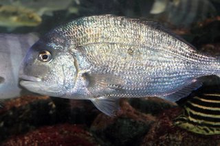 ウキダンゴ釣りでクロダイをゲットしよう 抜群の集魚効果を発揮するダンゴの作り方は 初心者でも失敗しないコツを伝授します