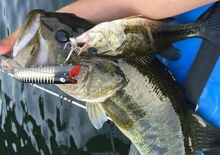 初夏のビックバス探しのヒントは子バスが持っている 共食いを利用したビッグバスゲットの秘訣って