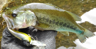 すごく派手なチャートリュースカラーってバス釣りに効くの 自然界では見かけないカラーなのにバスに効果的な理由をチェック