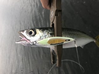 ショアスキッドジグは巻きとフォールの2wayアクションで釣れると話題に 気になる特徴や使い方 釣果をご紹介します