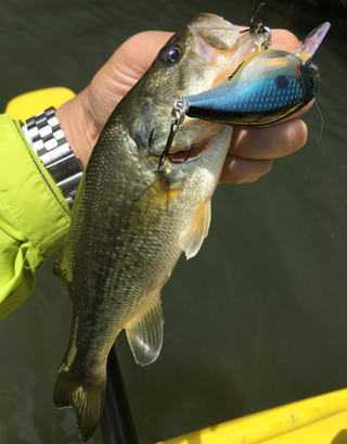 自然界に存在するブルーカラーを探してみよう バス釣りでブルーがよく効く理由を考えてみたら色んなことが分かってきた