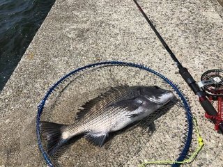 秋空の神戸七防で 魚体もきれいな良型クロダイを釣ろう タナやエサってどう変わる ポイントの探り方や釣法までプロ目線で徹底解説します