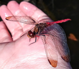 クリオネって知ってる カワイイ姿から一瞬で変身する海の生き物を飼育してみよう