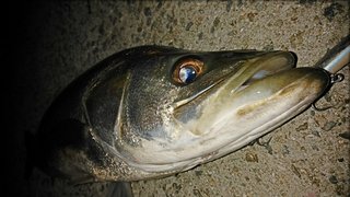 圧倒的な飛距離と食わせのアクションで難しいボイルを攻略 隠れた実力派ルアー カッター115をご紹介します