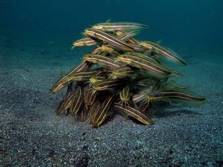 夜のサビキ釣りを100倍楽しむ 夜だから爆釣するノウハウを紹介