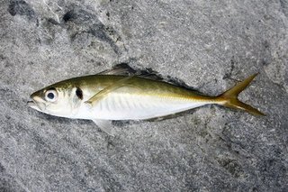 カンパチを狙う前にちょっと待った ジギングに泳がせ釣り 落とし込み あなたはどれで釣る まずは自分に合ったタックルを揃えよう