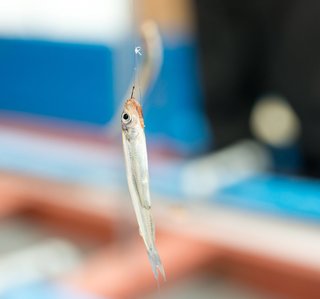 初心者ok 東条湖でワカサギ釣り楽しもう