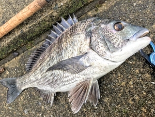 筏釣り特集 人気メーカーのおすすめアイテムや便利グッズを徹底紹介10選