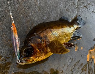 メバルを釣るにはどんな仕掛けがいいの？餌釣りとルアー釣り両方の