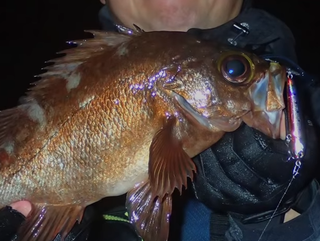 メバルを釣るにはどんな仕掛けがいいの 餌釣りとルアー釣り両方の仕掛けをチェック