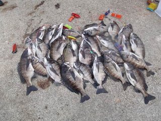 クロダイ落とし込み釣りで和竿を使ってみよう！機能性重視の竿