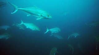 ヒラマサ釣りは超ワイルド 生態を理解してルアー釣りを楽しもう