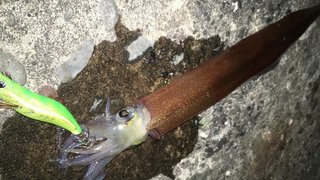 カラフトマスを釣りたい 生態や釣り方 おすすめタックルをピックアップ