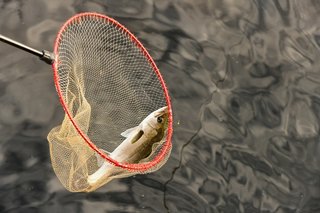 タモ網のおすすめ14選 玉の柄など釣りで一緒に使いたいアイテムもご紹介