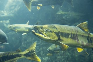 鮭釣りにおすすめのルアーって何 アキアジ釣りのルールを守って鮭釣りを楽しもう