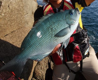 フカセ釣りってどんな釣り方なの 初心者におすすめのウキフカセ釣りタックルを公開