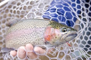 カラフトマスってどんな魚 釣り方や食味 おすすめ料理をご紹介