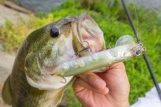 デプスのルアー使ったことある バス釣りには欠かせないデプスの魅力に迫ります