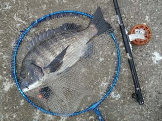 ヘチ釣りと目印釣りの使い分けをマスターしよう 目印の落とし方で喰い気を誘う クロダイ落し込み釣りに効果的な目印仕掛けのアドバイスを伝授します