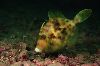 カワハギ釣りの時期っていつなの 釣り方やおすすめアイテムをピックアップ